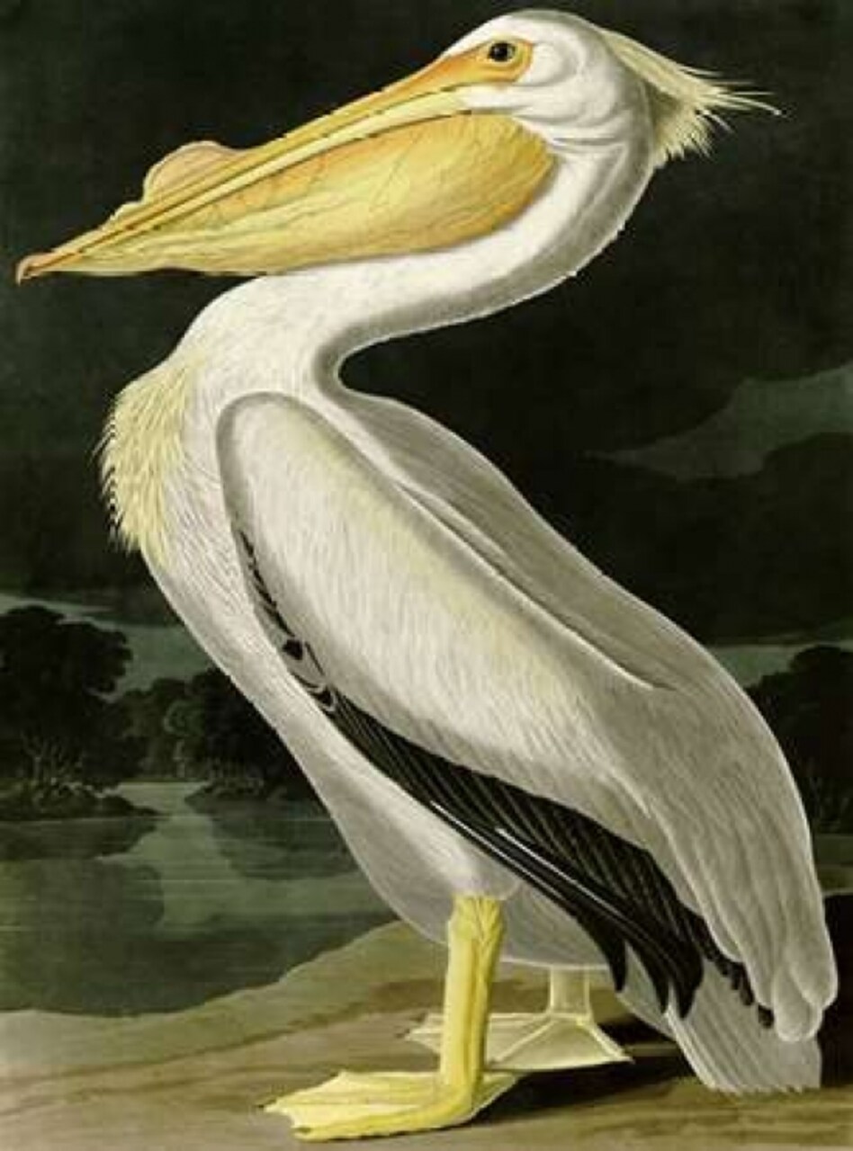 American White Pelican Poster Print by John James Audubon - Item # VARPDX3AA2231